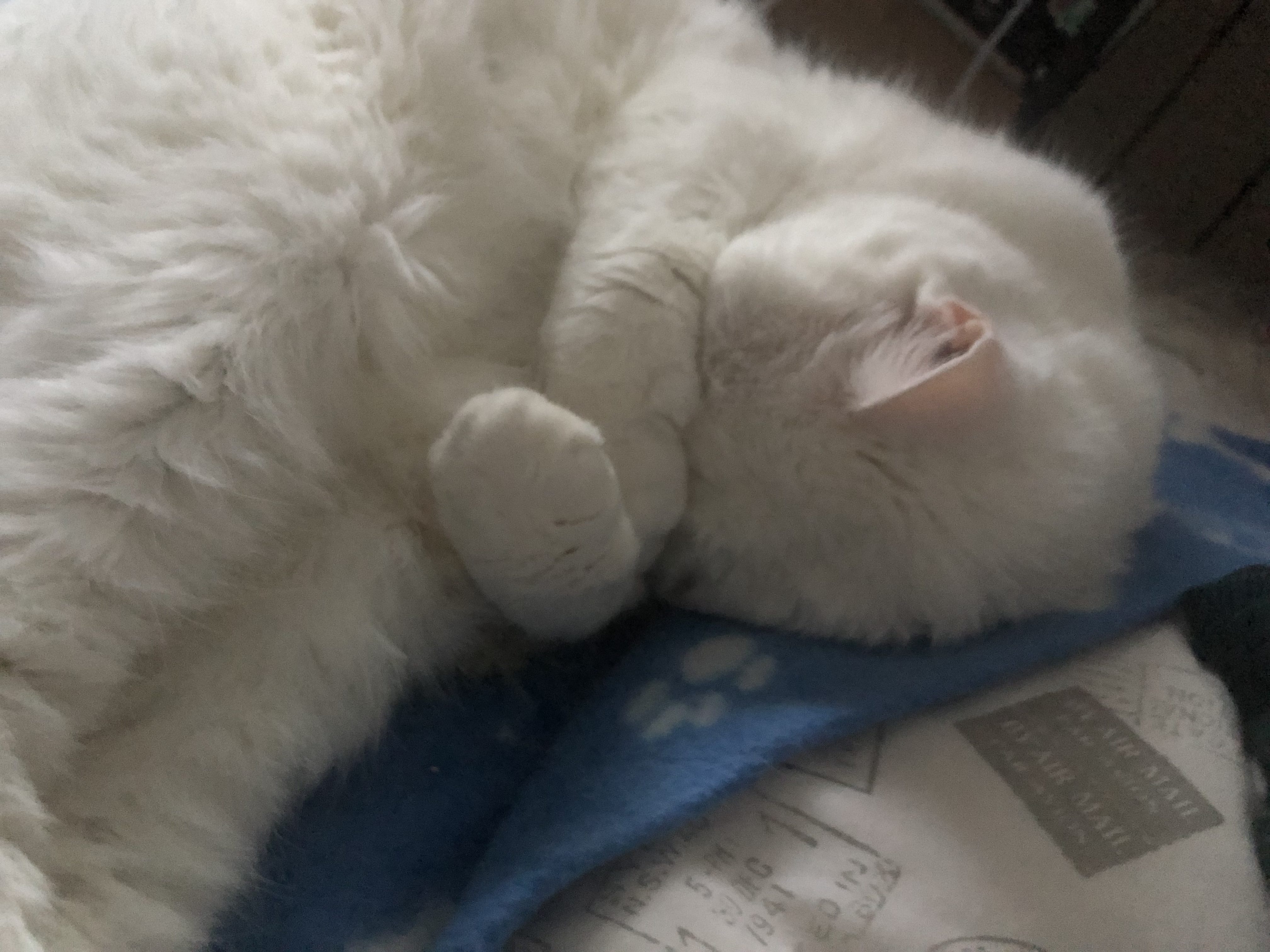large white fluffy cat sleeping curled up on his side with both his paws over his eyes