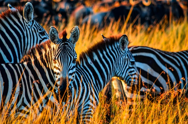 'close up of a herd of zebras'
